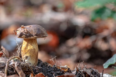 Close-up of mushroom growing on field