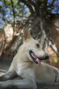 Close-up of a dog looking away