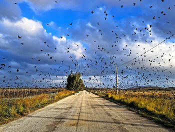 Flock of birds flying over road
