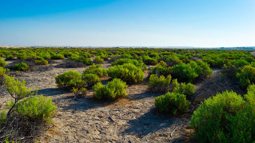 Plants growing on land