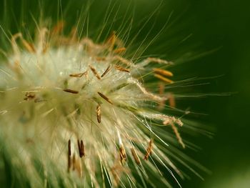 Close-up of flower plant