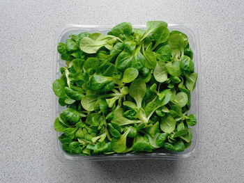 Directly above shot of green vegetables against white background