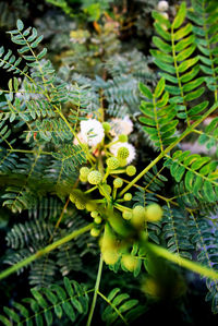 Close-up of fern