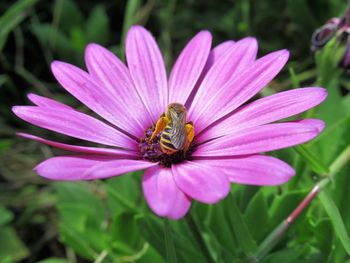 Close-up of honey bee pollinating flower