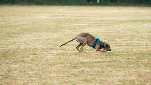 Dog running in a field