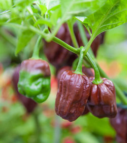 Close-up of plant