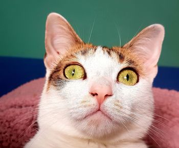 Close-up portrait of a cat