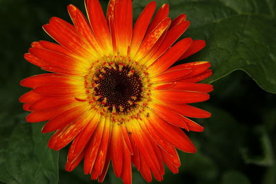 Close-up of gerbera daisy blooming at park