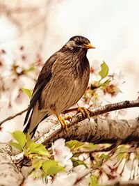 Close-up of bird perching on branch