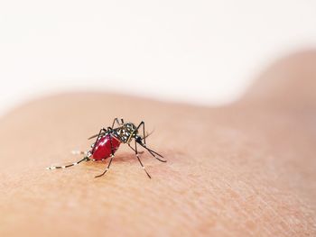 Close-up of insect on table