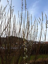 Plants against sky