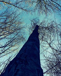 Low angle view of bare trees against sky