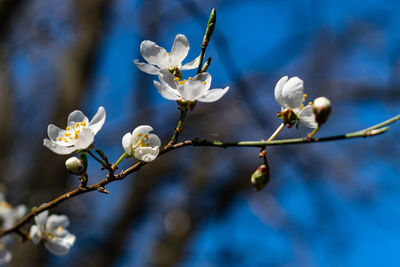 Close-up of white cherry blossoms in spring