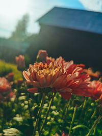 Close-up of flowering plant on field