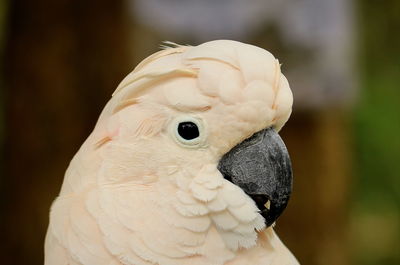 Close-up of a bird