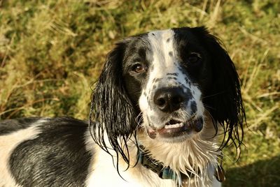 Close-up portrait of dog on field