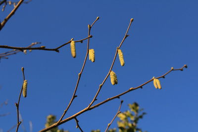 Low angle view of flowering plants against clear blue sky