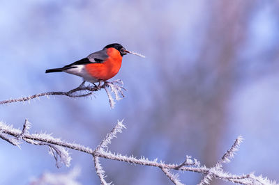 Low angle view of bird perching on branch