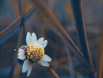 Close-up of white flowering plant