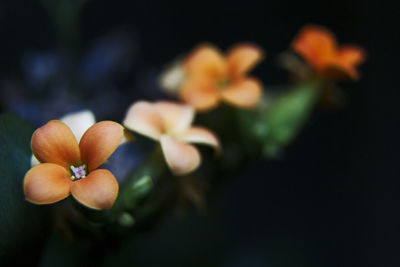 Close-up of orange flowering plant