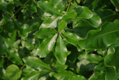 Full frame shot of green leaves