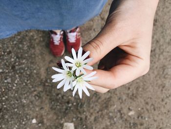 Low section of woman holding white flower