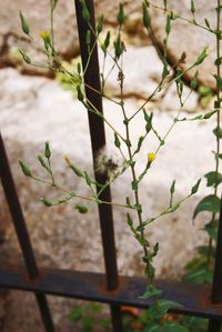 Close-up of flowering plant