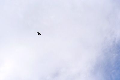 Low angle view of bird flying in sky