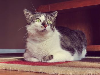 Close-up portrait of cat