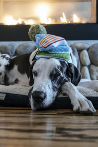 Adorable dog sleeping on his bed next to fireplace wearing a winter knit hat.