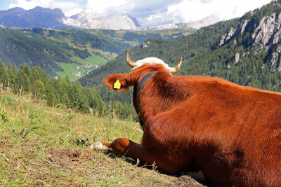 View of a horse on field