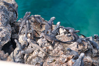 Lizards on rock by sea
