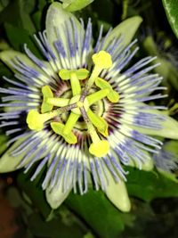 Close-up of passion flower blooming outdoors