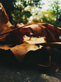 Close-up of dry autumn leaves on land