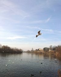 Birds flying over water against sky