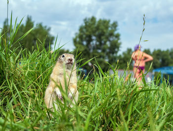 Gopher is sitting on the lawn in deep grass. close-up.