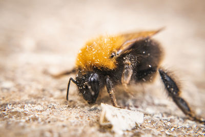 Close-up of bee