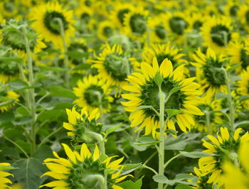 Close-up of yellow flowering plants on field