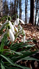 Close-up of snow on plant in forest