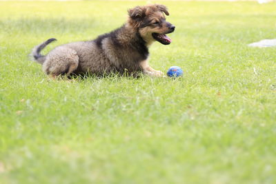 Dog playing with ball on field