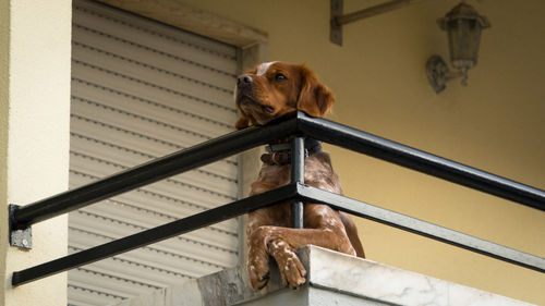 Portrait of dog sitting on metal wall