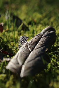 Close-up of butterfly on grass