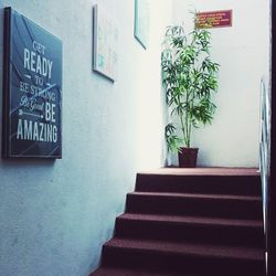 Potted plant on steps