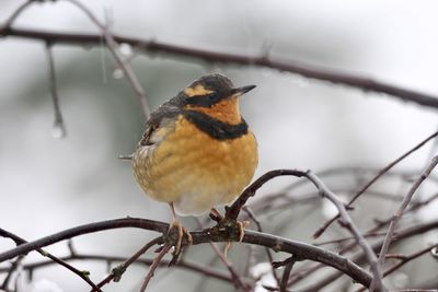 Close-up of bird perching on branch