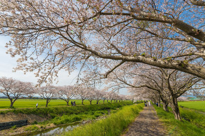 Cherry blossom trees along the river 
 kusaba river, chikuzen town, fukuoka prefecture