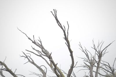 Low angle view of bare tree against clear sky