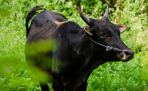 Cow standing in a field