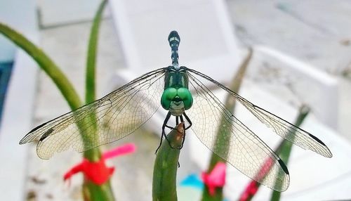 Close-up of damselfly perching on stem