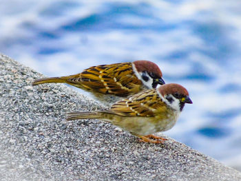 Close-up of bird perching on a rock