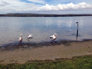 Birds on calm lake